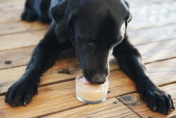 7 Healthy Dog Ice Cream Recipes Without Sugar