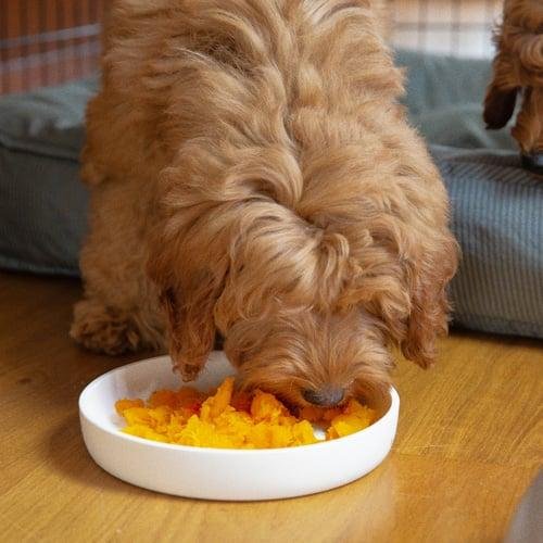 Pumpkin is safe for dogs.