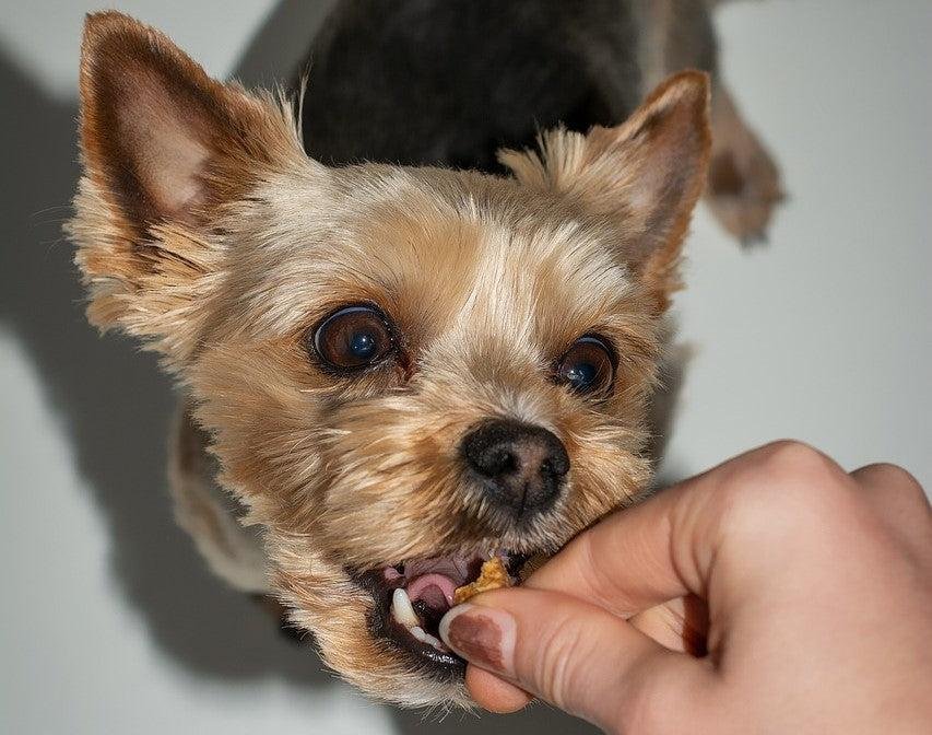 Thanksgiving dog treats homemade