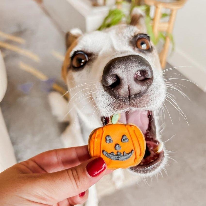 Pumpkin spice dog treats
