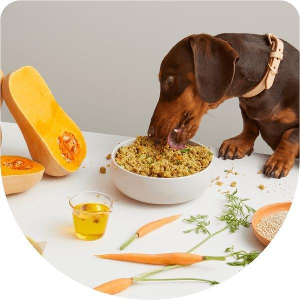 Leftover turkey dog food ideas
