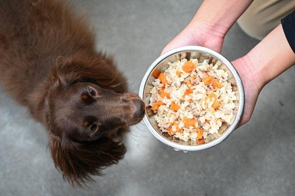 Thanksgiving Dog Food Recipe