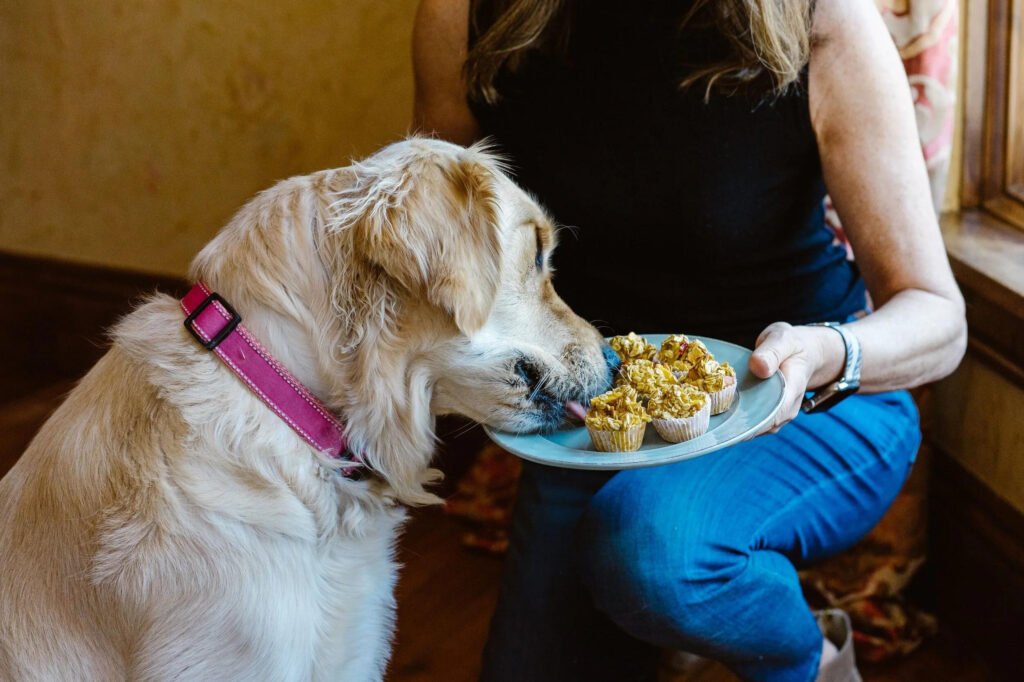 Thanksgiving dog treats homemade