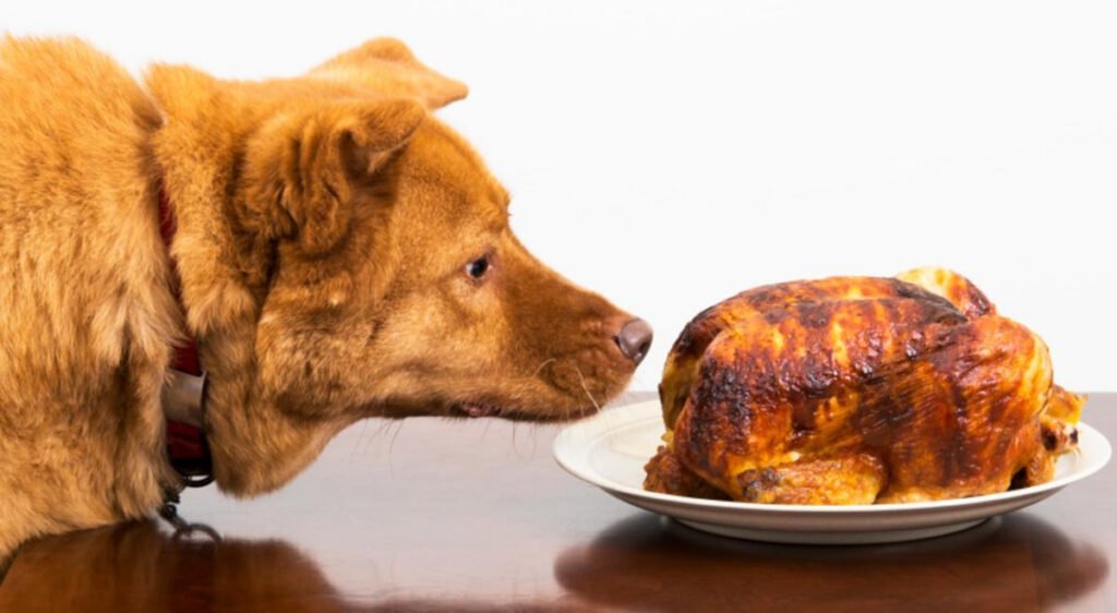 Can Dogs Eat Turkey Skin